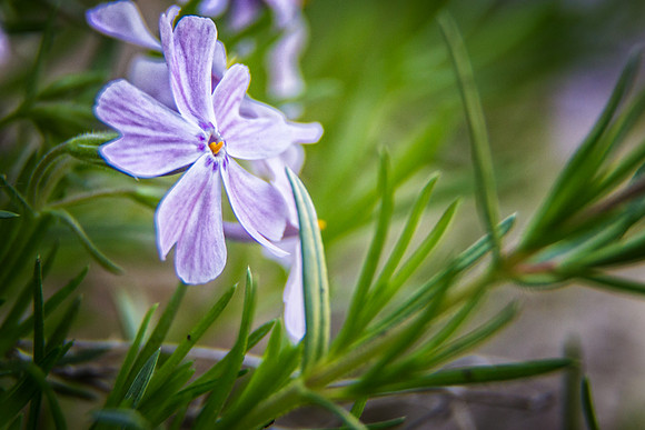 Phlox