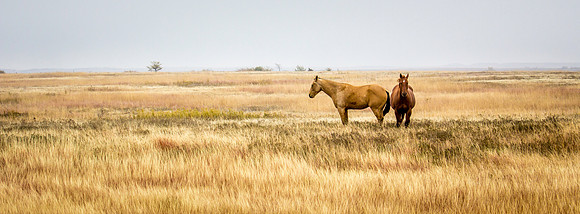 Horses in the prairie - 7