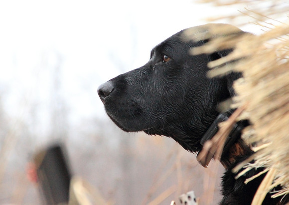 Klima duck hunt_20101122_0104
