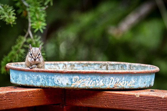 Alpine Locals