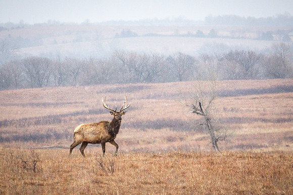 Bull Elk 2- Snow - Feb 2015