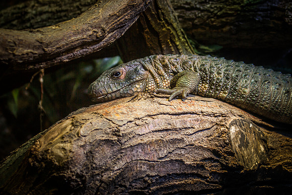 denver zoo 09082014-11