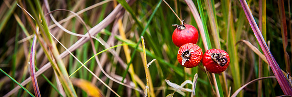 Rose Hips