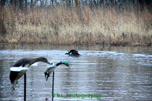 Klima duck hunt_20101122_0063