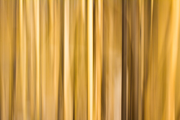 Arboretum-54 - reeds 1