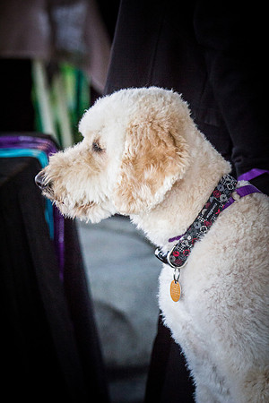 dog day 04052014-11