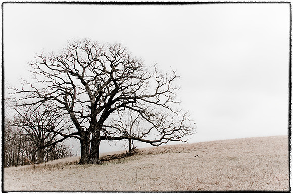 lyon county-23-487