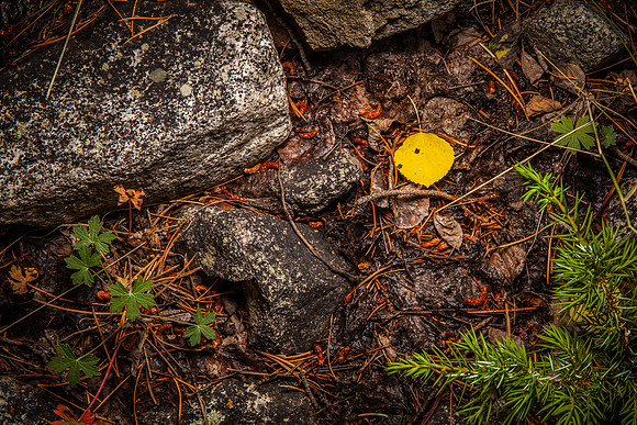 Alpine Fall