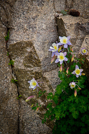 Alpine Tunnel (13 of 29)