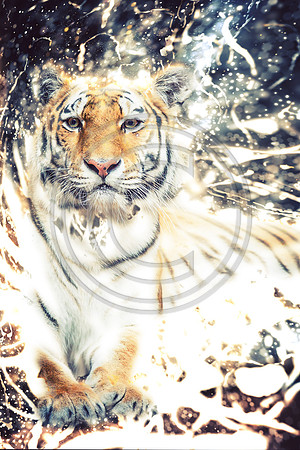 Tiger shimmer