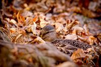 20111025 antioch park-151