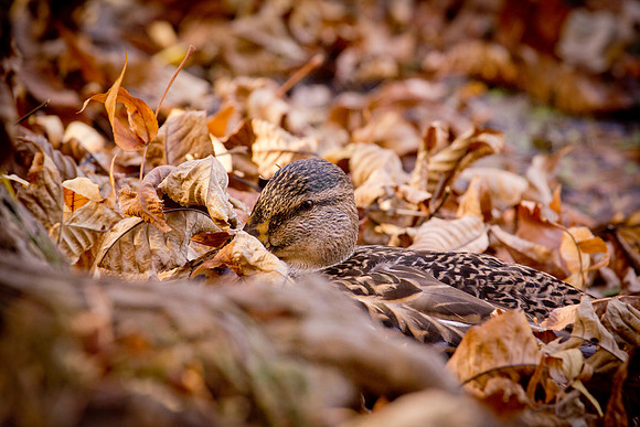 20111025 antioch park-151