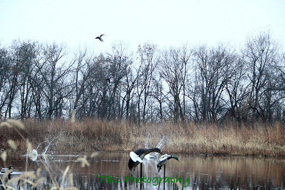 Klima duck hunt_20101122_0053