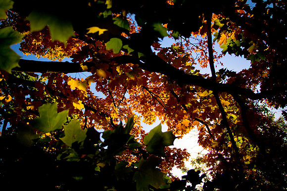 fall colors-2