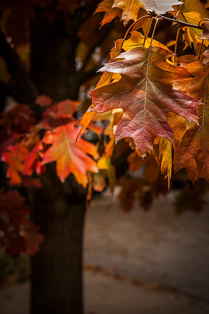 red oak