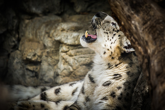denver zoo 09082014-5
