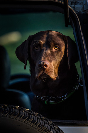 dog day 04052014