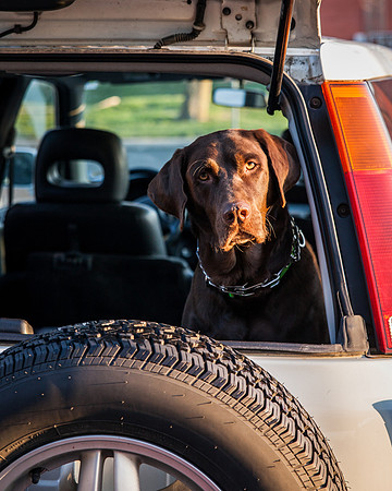 dog day 04052014-13