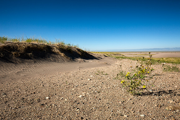 Yellow on dunes 2