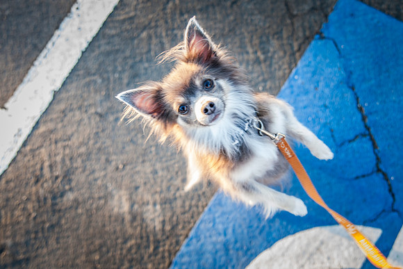 dog day 04052014-12