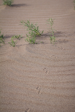 The Great Sand Dunes National Park 09042014-29