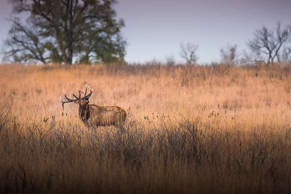 Bugle at dusk