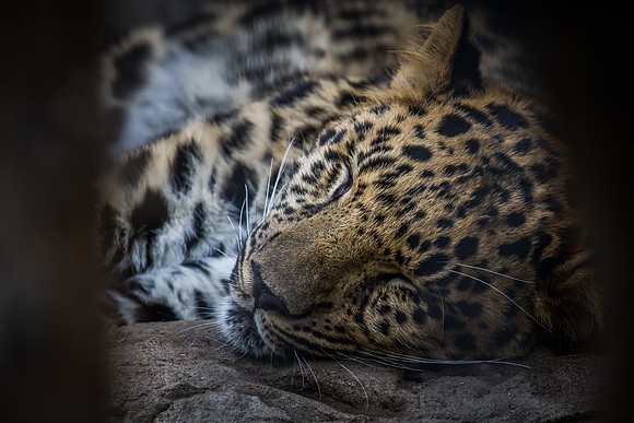denver zoo 09082014-6