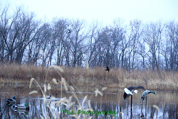 Klima duck hunt_20101122_0052