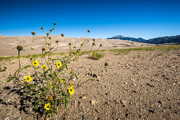 Yellow on dunes 3