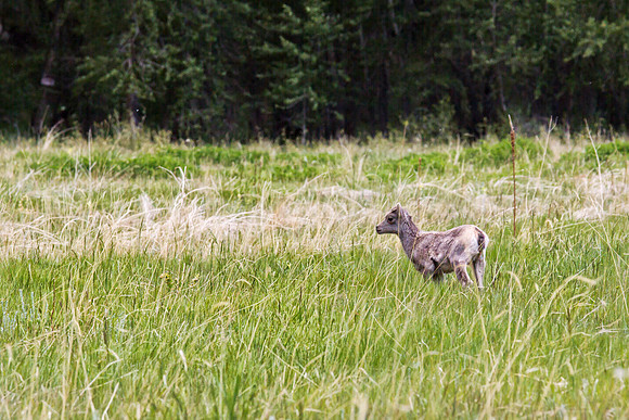 Big Horn Sheep-7