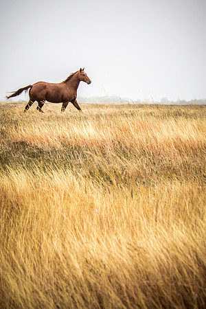 Horses in the prairie - 4
