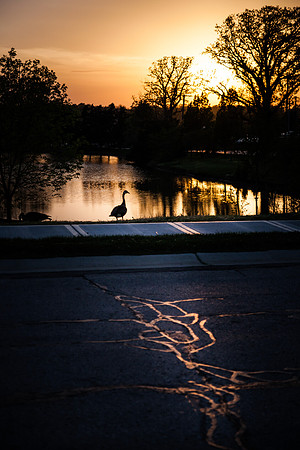 sunset urban goose