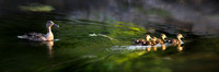 12x36 Mallard and ducklings