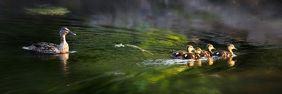 12x36 Mallard and ducklings