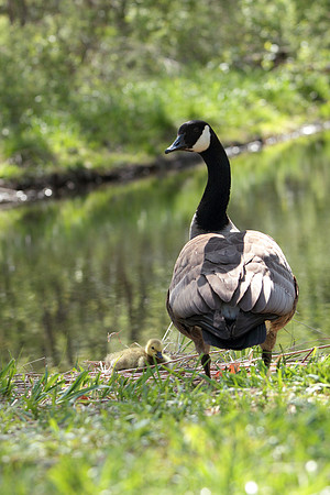20110429 geese10