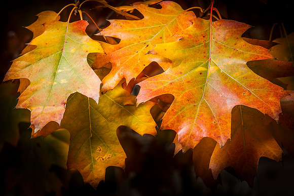 red oak