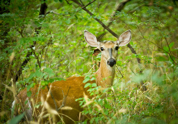 white-tailed deer doe