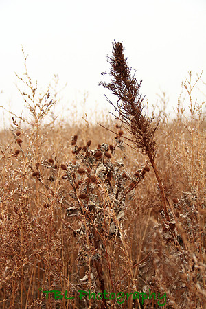 Wakeeney 2010 November Pheasant Hunt