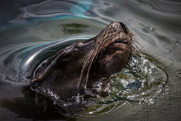 denver zoo 09082014-15