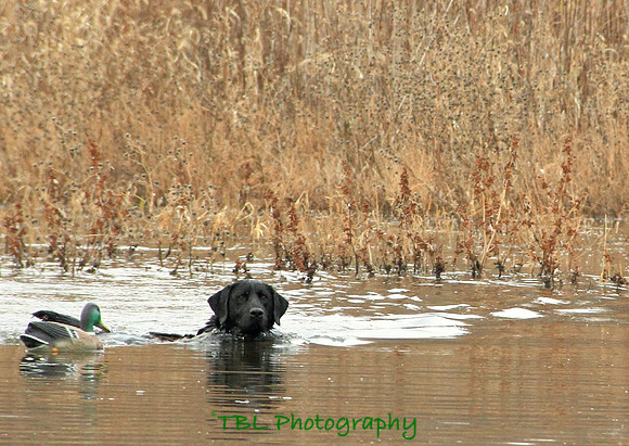Klima duck hunt_20101122_0122