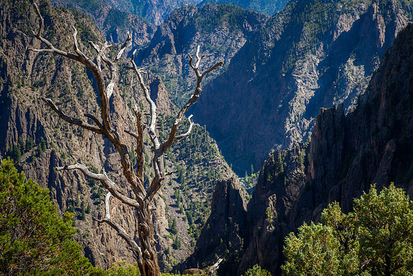 Black Canyon of the Gunnison - faded tree