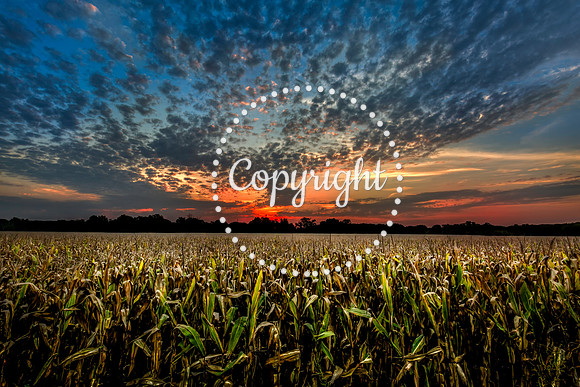 Red Rising at the corn Field