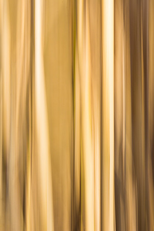 Arboretum-46 -  reeds 2