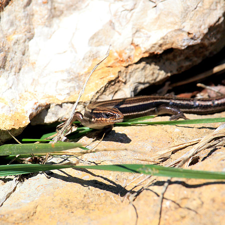 Five Lined Skink