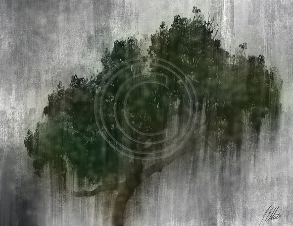 Tree_through_the_rain
