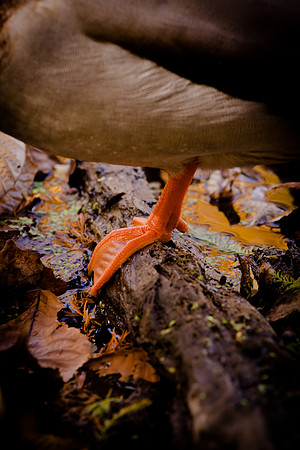 20111025 antioch park-200