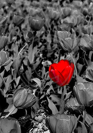 Red Tulip on black with water color