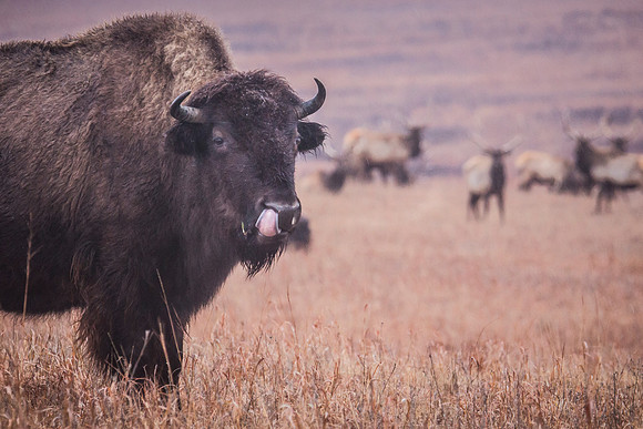 Bison Elk 2 - Snow - Feb 2015