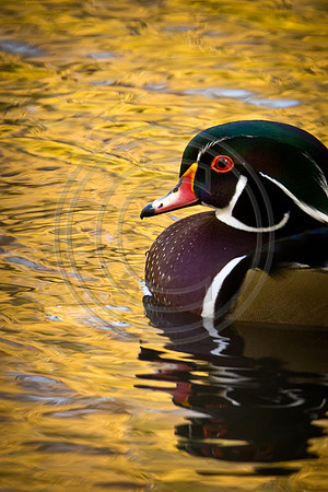 20111025 antioch park-64