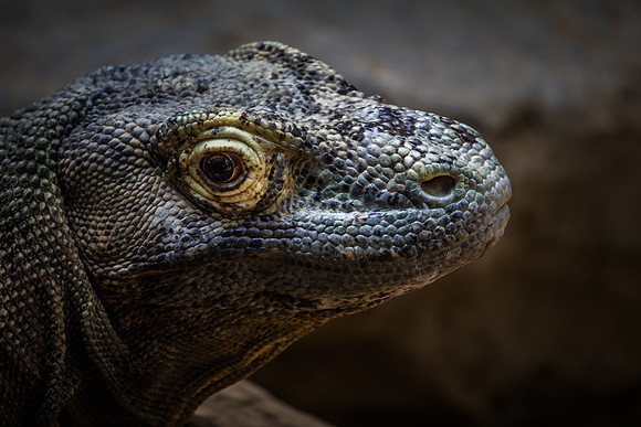 denver zoo 09082014-13